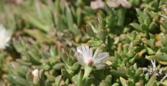 Delosperma uncinatum