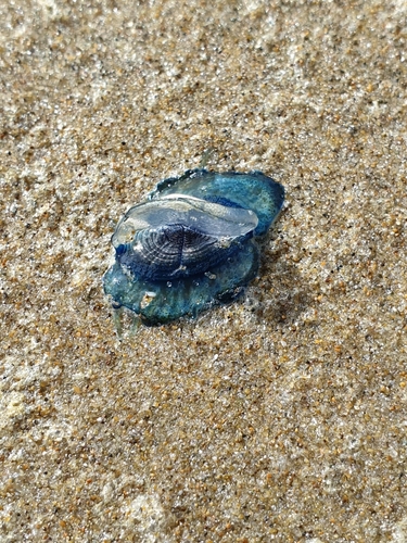 photo of By-the-wind Sailor (Velella velella)