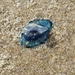 photo of By-the-wind Sailor (Velella velella)