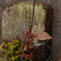 Cheirostylis parvifolia