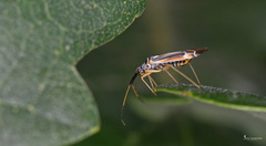 Cyllecoris ernsti