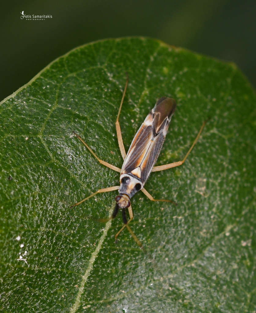 Cyllecoris ernsti