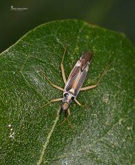 Cyllecoris ernsti