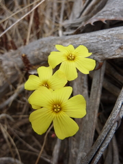 Oxalis megalorrhiza