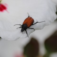 Phyllotocus rufipennis