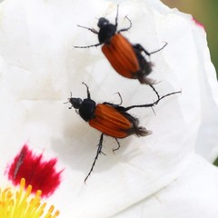 Phyllotocus rufipennis