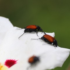 Phyllotocus rufipennis