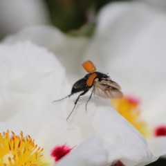 Phyllotocus rufipennis