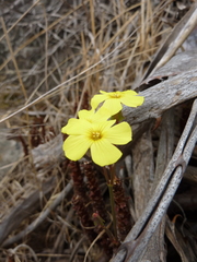Oxalis megalorrhiza