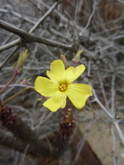Oxalis megalorrhiza