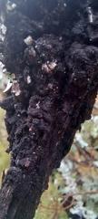 Hormiscium ericae