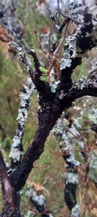 Hormiscium ericae