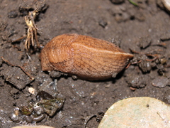 Tandonia kusceri