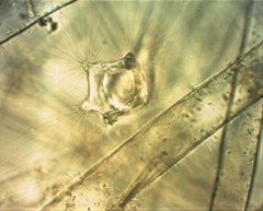 Collotheca