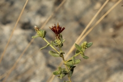 Chiliadenus iphionoides