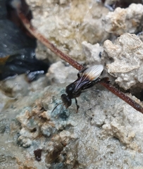 Tetragonilla collina