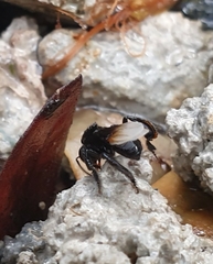 Tetragonilla collina