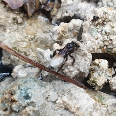 Tetragonilla collina