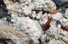 Tetragonilla collina