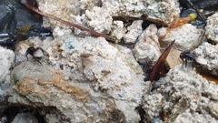 Tetragonilla collina