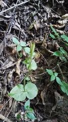 Disperis thorncroftii