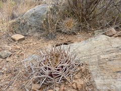 Eriosyce curvispina mutabilis