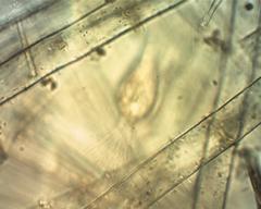 Collotheca