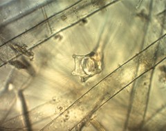 Collotheca