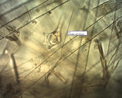 Collotheca