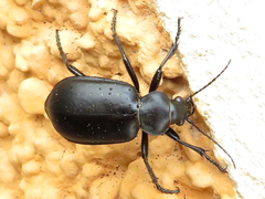 Calosoma maderae