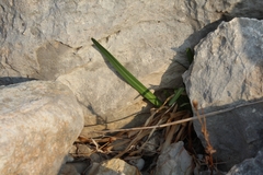 Vagaria parviflora