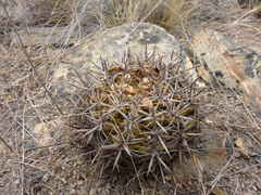 Eriosyce curvispina mutabilis