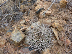 Eriosyce curvispina mutabilis