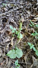 Disperis thorncroftii