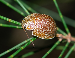 Paropsis dilatata