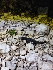 Salamandra atra atra