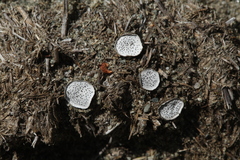 Poronia punctata