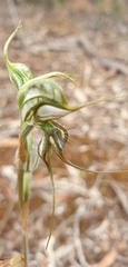 Pterostylis excelsa