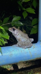 Pulchrana