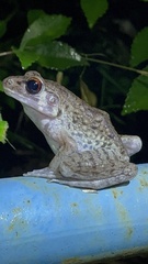 Pulchrana