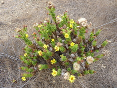 Haplopappus foliosus