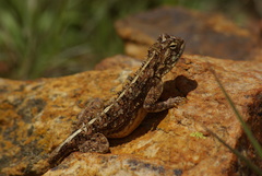 Agama aculeata distanti