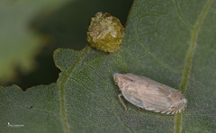 Cixidia creticola