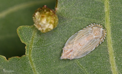 Cixidia creticola