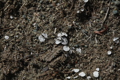 Poronia punctata