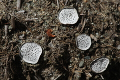 Poronia punctata