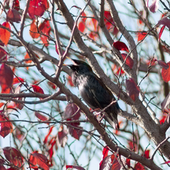 Sturnus unicolor