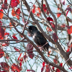 Sturnus unicolor
