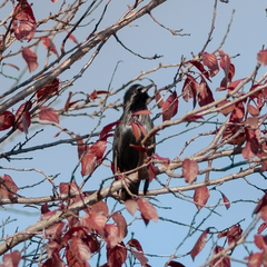 Sturnus unicolor