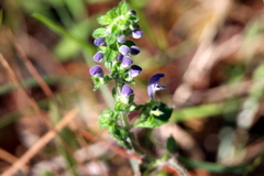 Scutellaria integrifolia